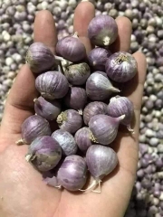 Tỏi cô đơn chọn nhặt từng củ chắc mẩy