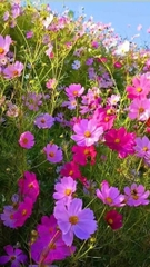 Hạt giống hoa cánh bướm (sao nhái) gói 500 hạt