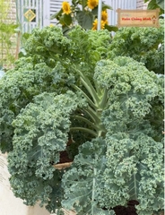 Hạt giống rau Cải  xoăn Kale