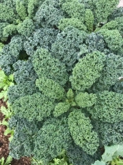 Hạt giống rau Cải  xoăn Kale
