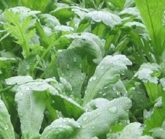 Hạt giống rau Cải cúc nếp