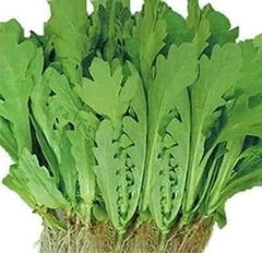 Hạt giống rau Cải cúc nếp