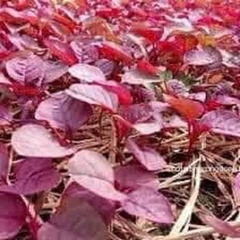 Hạt giống Rau Dền Đỏ Gỗ  (20g~7000 hạt) cây khỏe, nhanh thu hoạch