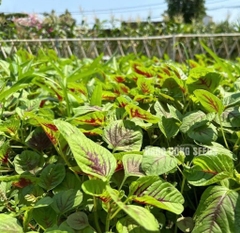 Hạt giống rau rau dền tía (2 màu)