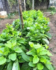 Hạt giống rau mồng tơi xanh lá to gói 20gr