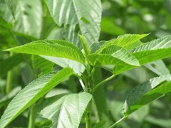 Hạt giống rau đay trắng( gói 20g)
