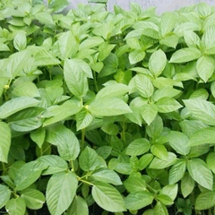 Hạt giống rau đay trắng( gói 20g)
