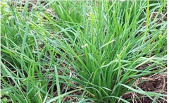 Hạt giống rau Hạt giống  hẹ