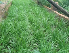 Hạt giống rau Hạt giống  hẹ
