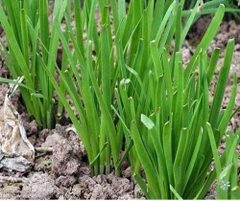 Hạt giống Rau Muống Lá Tre (50g~1200 hạt) dễ trồng, năng suất cao, trồng quanh năm