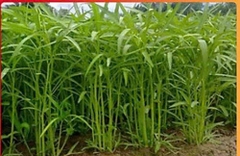 Hạt giống Rau Muống Lá Tre (50g~1200 hạt) dễ trồng, năng suất cao, trồng quanh năm