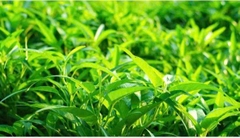 Hạt giống Rau Muống Lá Tre (50g~1200 hạt) dễ trồng, năng suất cao, trồng quanh năm