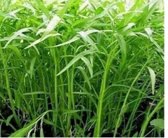 Hạt giống Rau Muống Lá Tre (50g~1200 hạt) dễ trồng, năng suất cao, trồng quanh năm