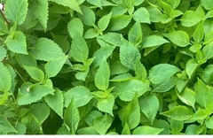 Hạt Giống Rau Kinh Giới