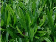 Hạt giống Mùi tàu, ngò gai