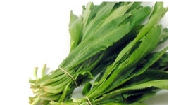 Hạt giống Mùi tàu, ngò gai