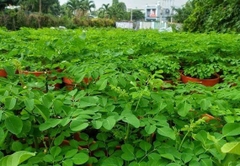 Hạt giống rau chùm ngây