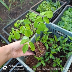 Hạt giống rau chùm ngây