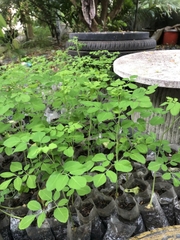 Hạt giống rau chùm ngây