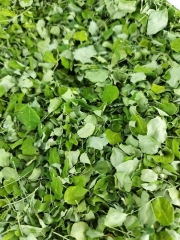 Hạt giống rau chùm ngây