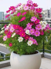 Hạt Giống Cúc Sao Nhái - Hoa Cánh Bướm Nhiều Màu