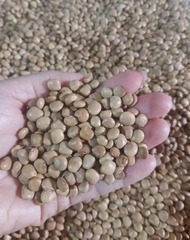 Hạt giống củ đậu(củ sẵn) gói 100 hạt