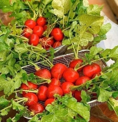 Hạt giống củ cải đỏ tròn chất lượng cao