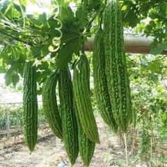 Hạt giống mướp đắng cao sản chất lượng