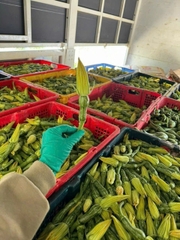 Hạt giống bí siêu nụ năng suất cao gói 10gr (50 hạt)