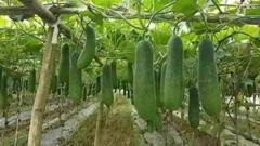 Hạt giống bí đao chanh chất lượng cao gói 0,2gr