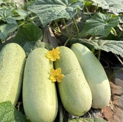 Hạt giống dưa chuột cho mèo