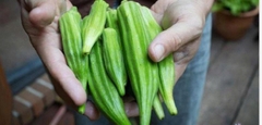 Hạt giống đậu bắp chất lượng cao