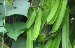 Hạt giống đậu rồng