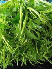 Hạt giống rau muống siêu ngọn gói 1kg
