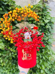 BÌNH CHẬU NHUNG NHỎ CẮM MIX SẴN ĐÀO ĐÔNG 150K