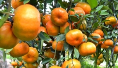 Kinh Nghiệm Chọn Quýt Hồng Lai Vung Vỏ Mỏng, Mọng Nước Chưng Tết