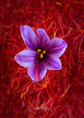 Nhụy hoa nghệ tây saffron premium negin 3g tây á