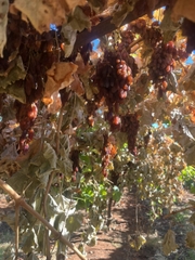 Nho khô nguyên cànhAdora st Food Dried Grapes Cluster Crimson  4kg - Loại A