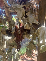 KHO HN: Nho khô nguyên cành Adora st Food Crimson Dried Table Grapes Cluster  4kg - Loại A