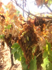 Nho khô nguyên cành Adora st Food Dried Grapes Cluster Thompson 4kg A
