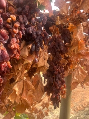 KHO HN: Nho khô nguyên cành Adora st Food  Crimson Dried Table Grapes Cluster 1 kg đặc sản của Úc