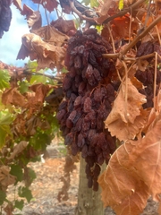 Nho Khô Nguyên Adora st Food Dried Grapes Cluster Crimson 1 kg đặc sản của Úc