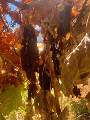 Nho Khô Nguyên Adora st Food Dried Grapes Cluster Crimson 1 kg đặc sản của Úc