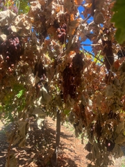 Nho Khô Nguyên Adora st Food Dried Grapes Cluster Crimson 1 kg đặc sản của Úc