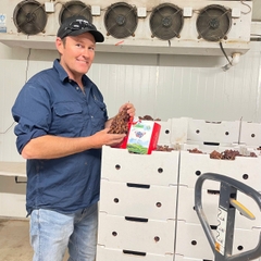 KHO HN: Nho khô nguyên cành Adora st Food  Crimson Dried Table Grapes Cluster 1 kg đặc sản của Úc