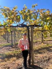 Nho khô nguyên cành Adora st Food Dried Grapes Cluster Thompson  1kg đặc sản Úc