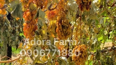 Nho khô nguyên cành Adora st Food Dried Grapes Cluster Thompson  7kg