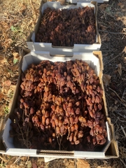 Nho Khô Nguyên Cành Adora st Food Dried Grapes Cluster Crimson  500g đặc sản của Úc