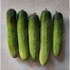 🥒 DƯA LEO 702 / THÁI - 1KG - DLT001