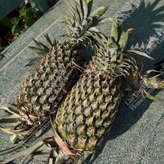 🍍 THƠM TRÁI MIỀN TÂY - 1KG - TMT001